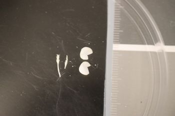 Media type: image;   Malacology 168023 Description: Preserved specimen.;